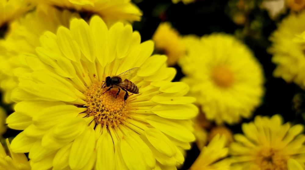 Photograph by Dr.Pradeep Agrawal