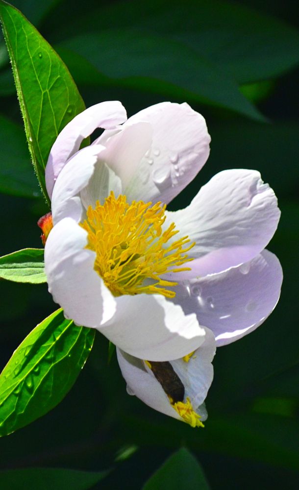 Photograph by Natalia Kopeva