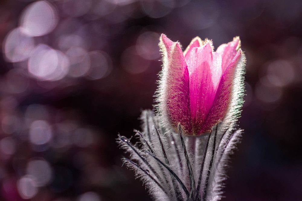 Photograph by Silvija Danelsone