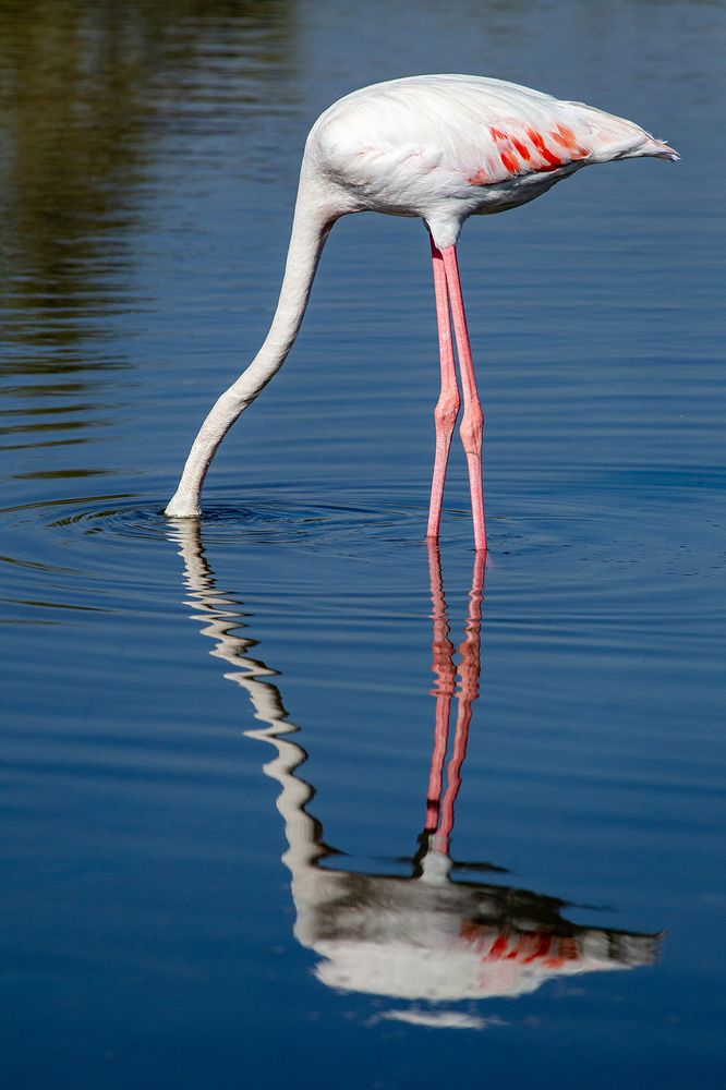 Фотография автора Abie Davies Thekkanath