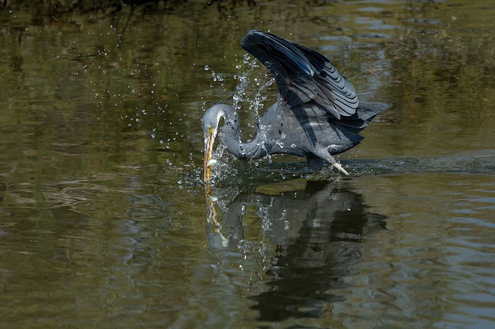 Фотография автора Abie Davies Thekkanath