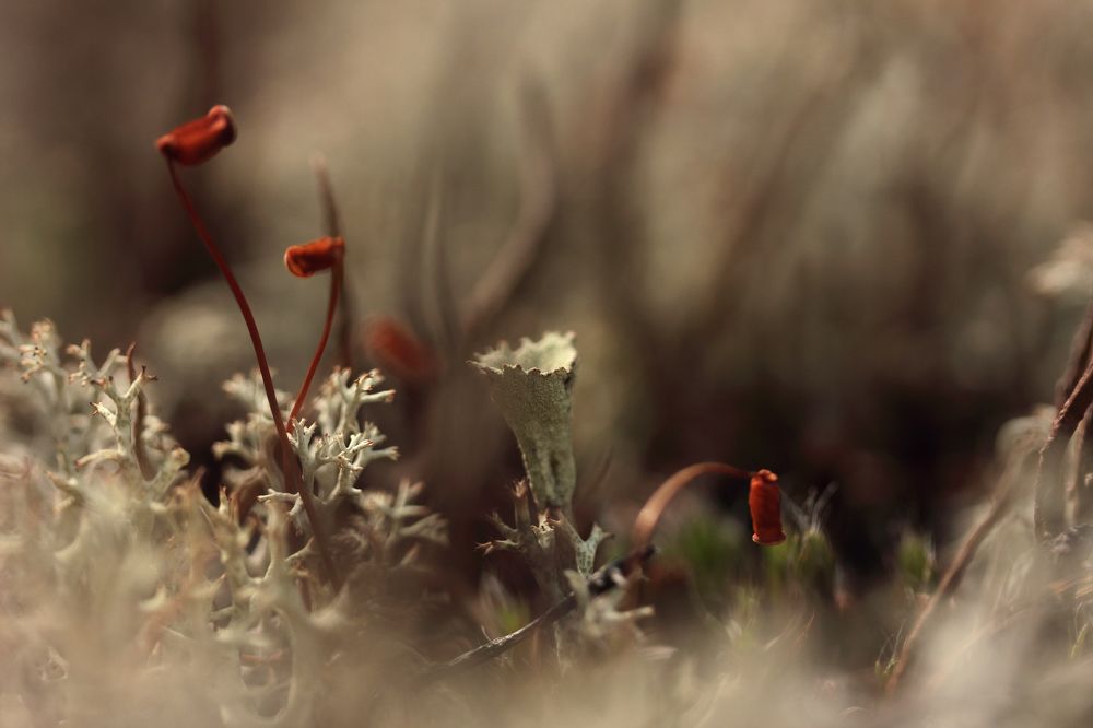 Photograph by Светлана Смирнова