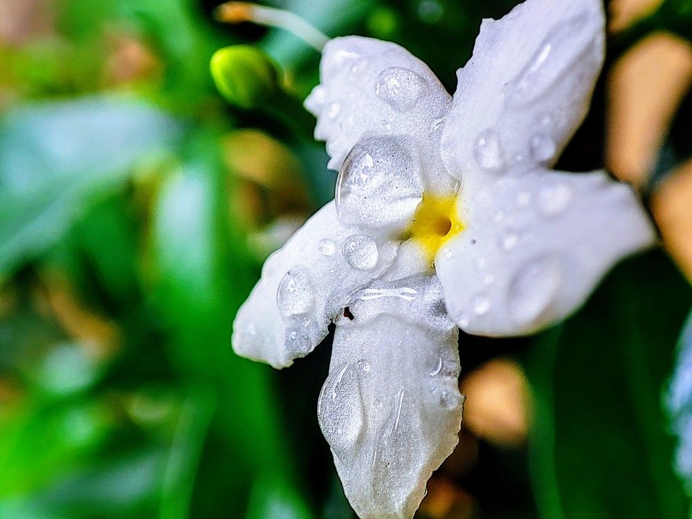 White Flower periwinkle