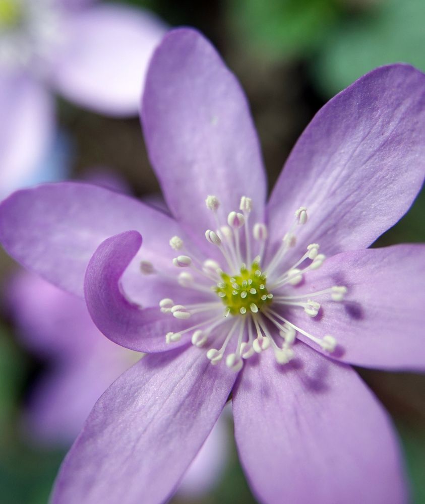 Photograph by Лена Максимкина