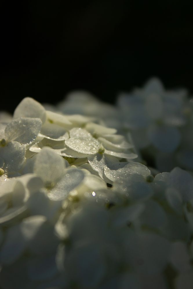 Photograph by Надежда Соболевская