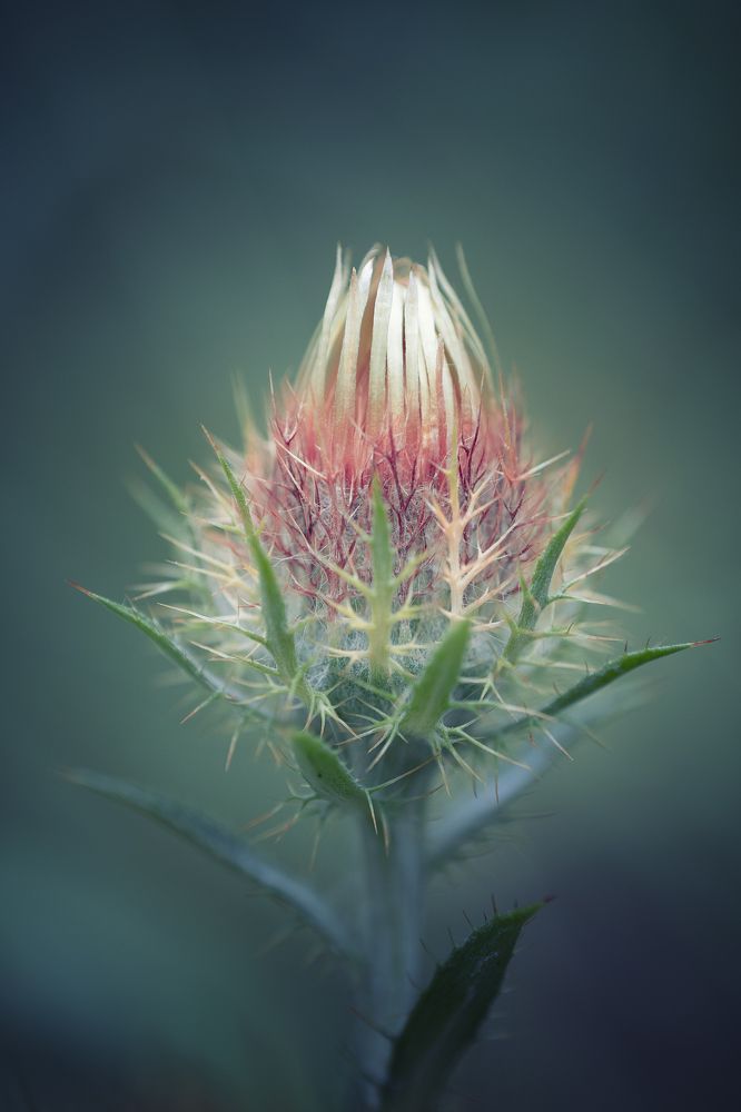 Photograph by Брытков Николай