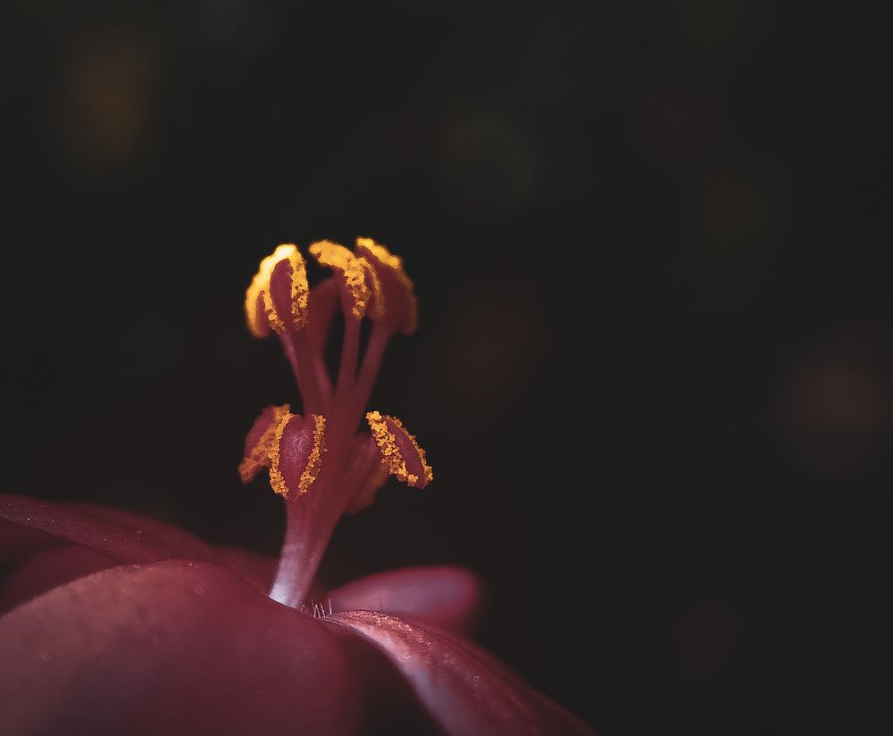 Photograph by A .Thimira dinisuru