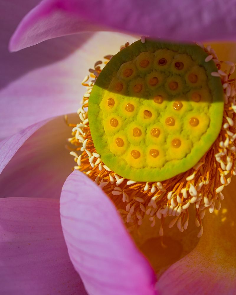 Фотография автора Анна Олещук