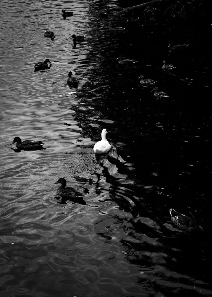 Photograph by Mohammad Al-Amr