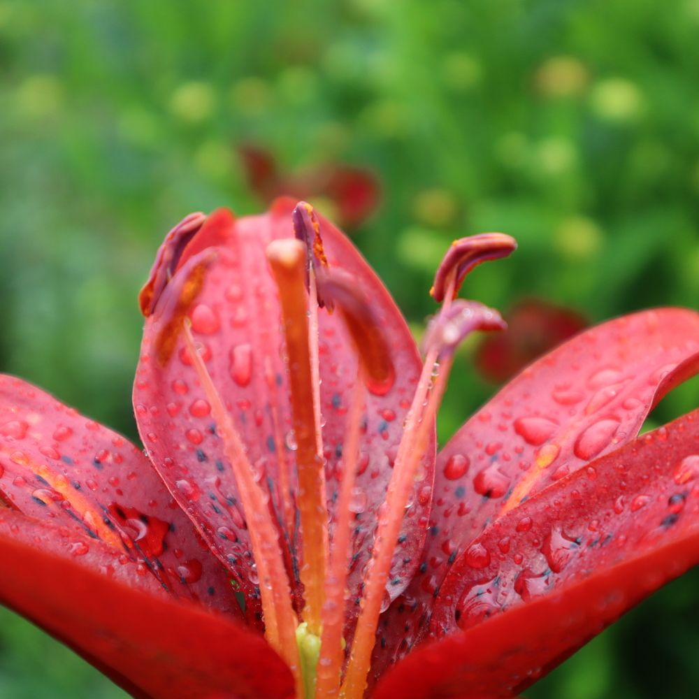 Photograph by Irina Alexandrova