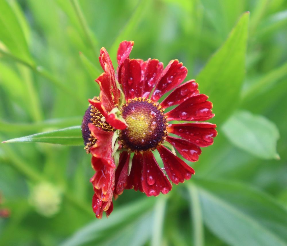 Photograph by Irina Alexandrova