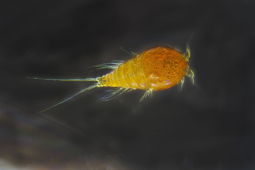 Черноморский планктон