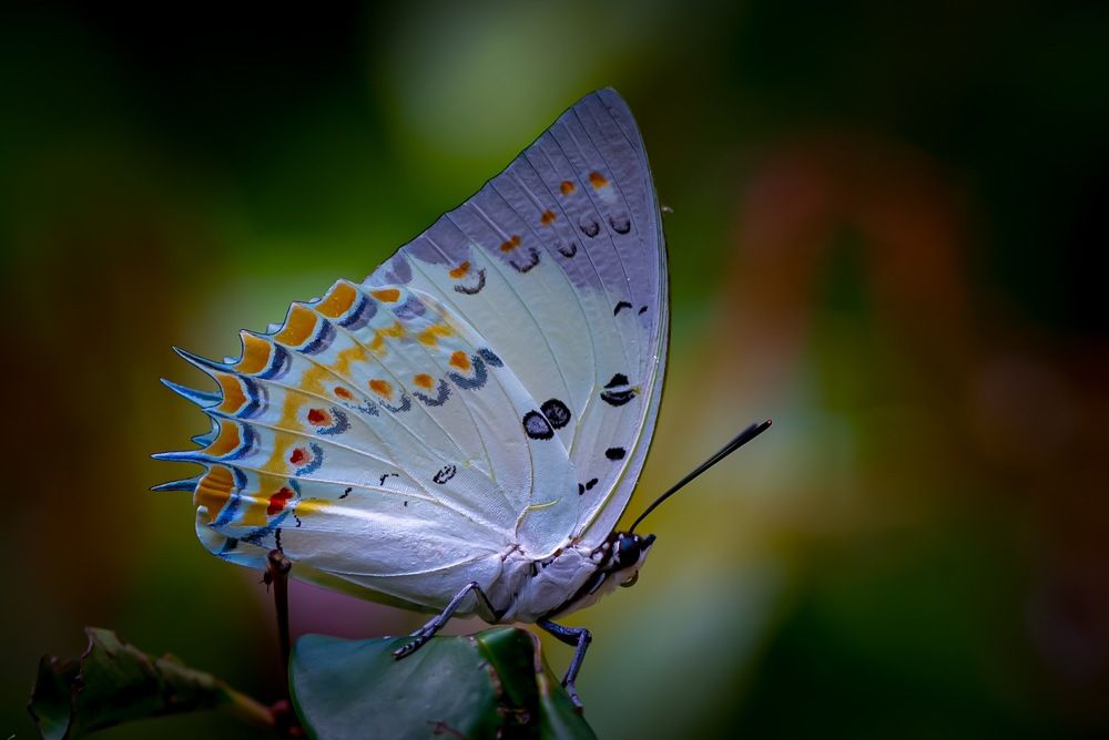 Macro. Jewelled nawab. (Polyura delphis).