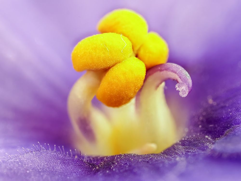 В центре Фиалки