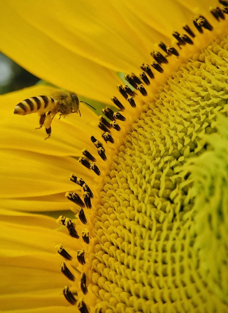 Sunflower's Visitor