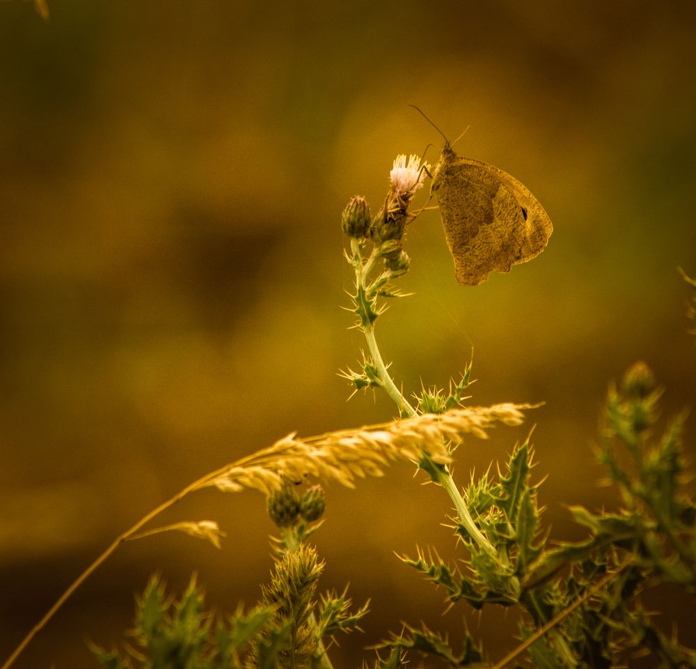 Photograph by Vitalii Kaznin