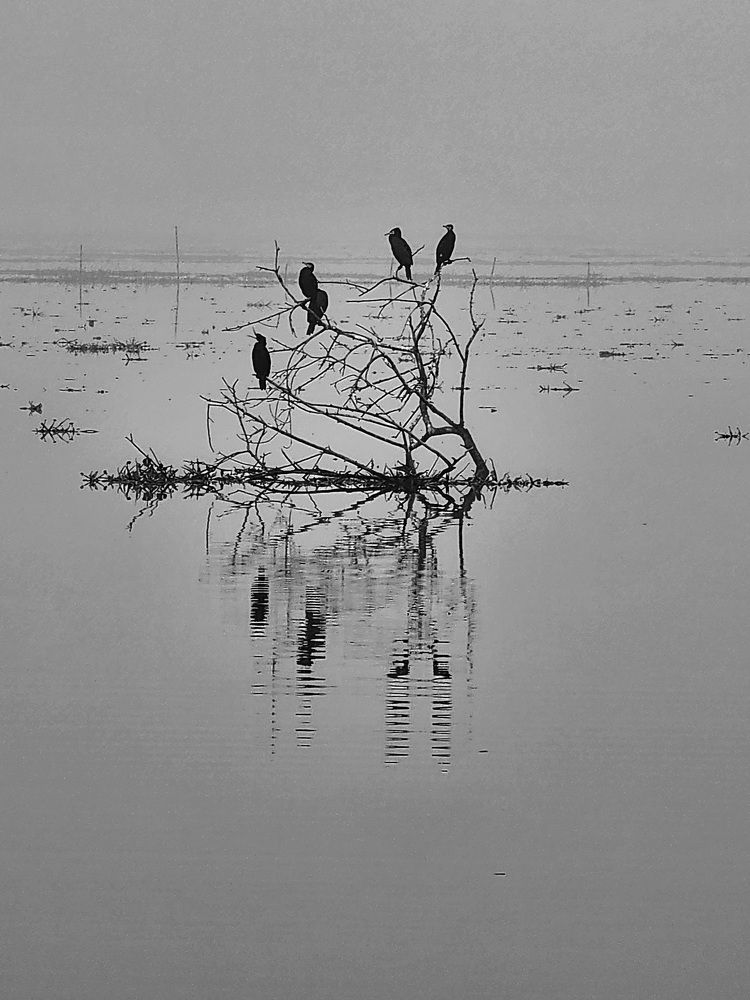 Photograph by G GOVIL