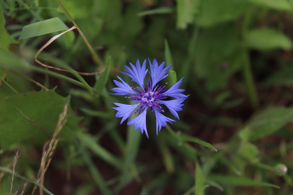 Фотография автора Алиса