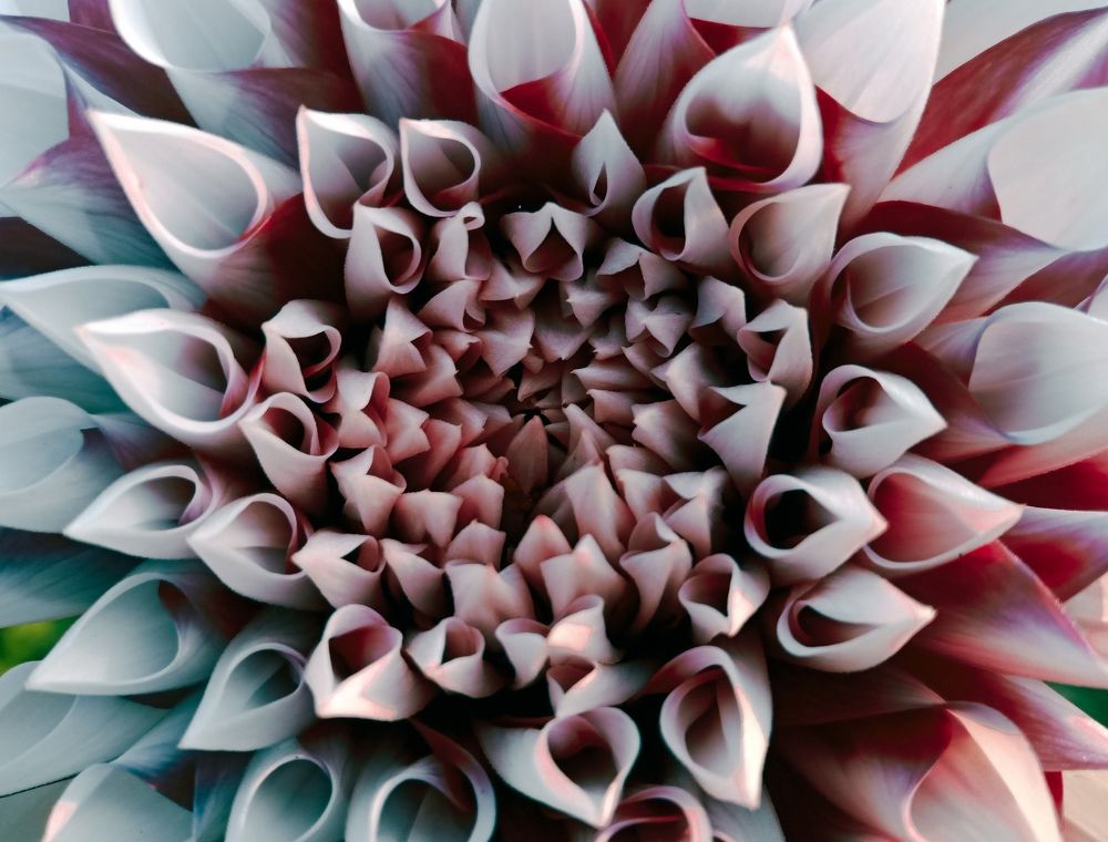 Photograph by Souvik Bhattacharyya