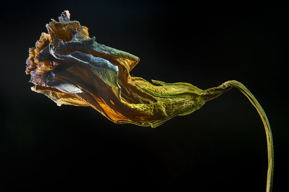 Фотография автора Boris Bekelman