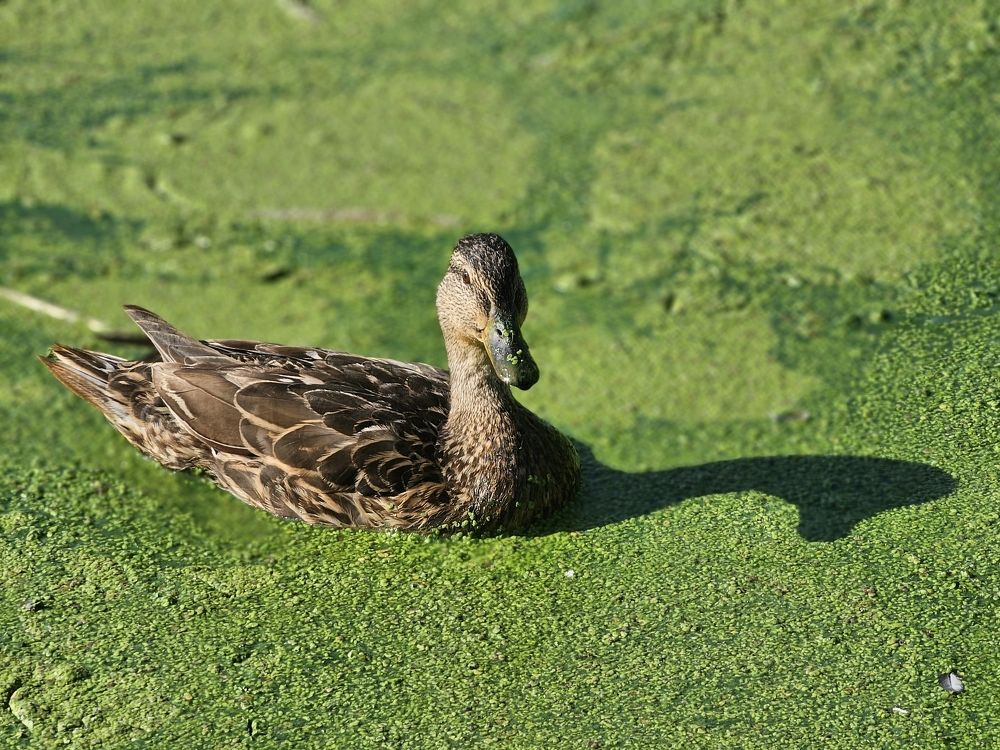 Photograph by Галина Левина