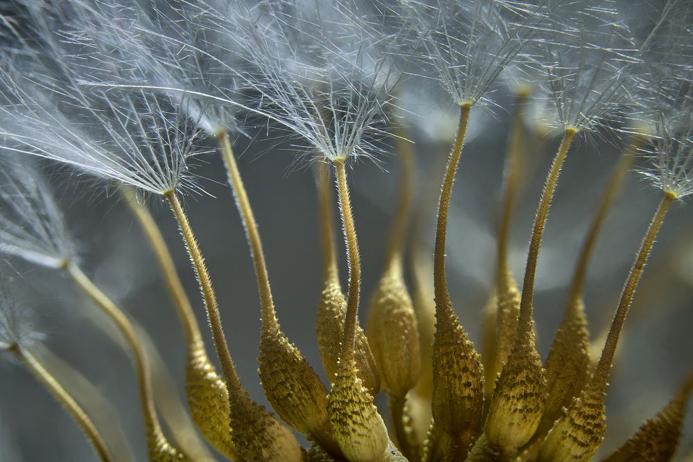 Photograph by Boris Bekelman