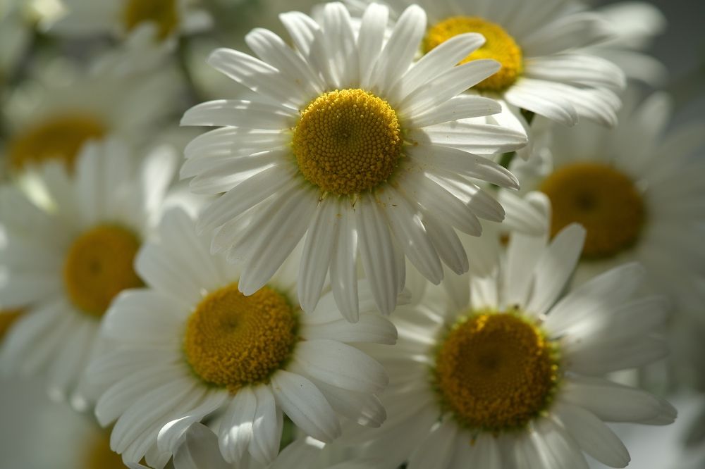 Фотография автора Viktoriya Kim