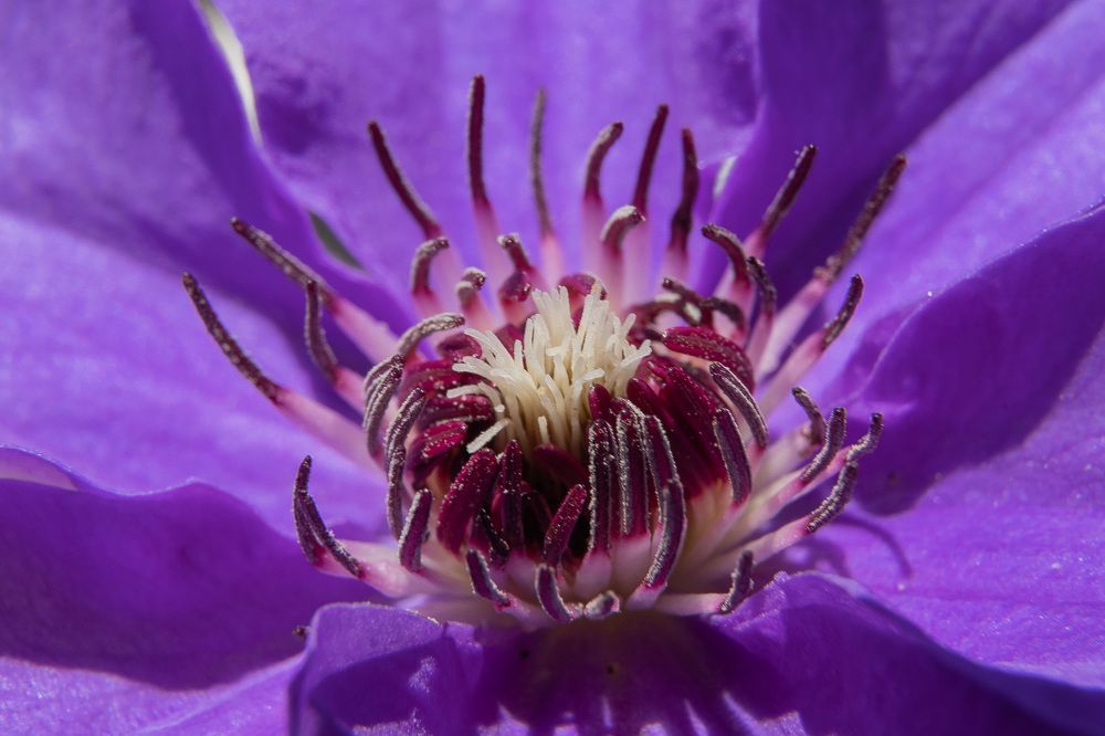 Фотография автора Татьяна Степанова