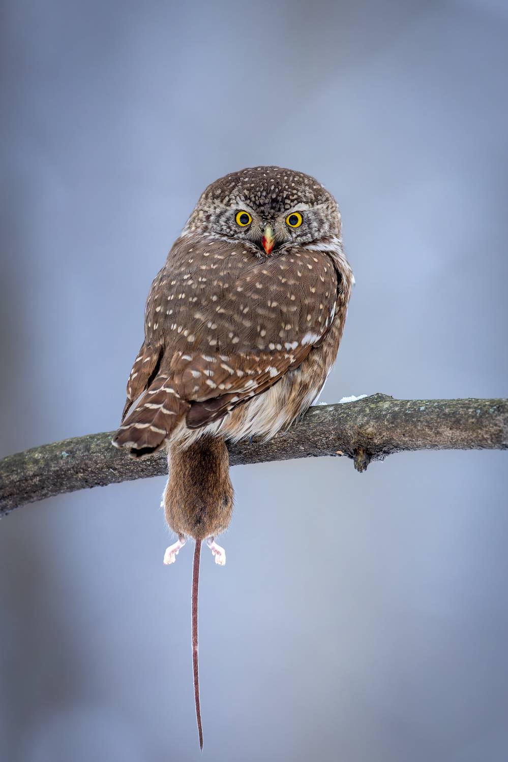 Фотография #10928673