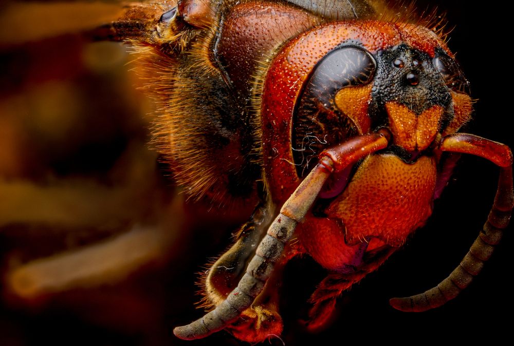 Фотография автора Ulfhednar0110