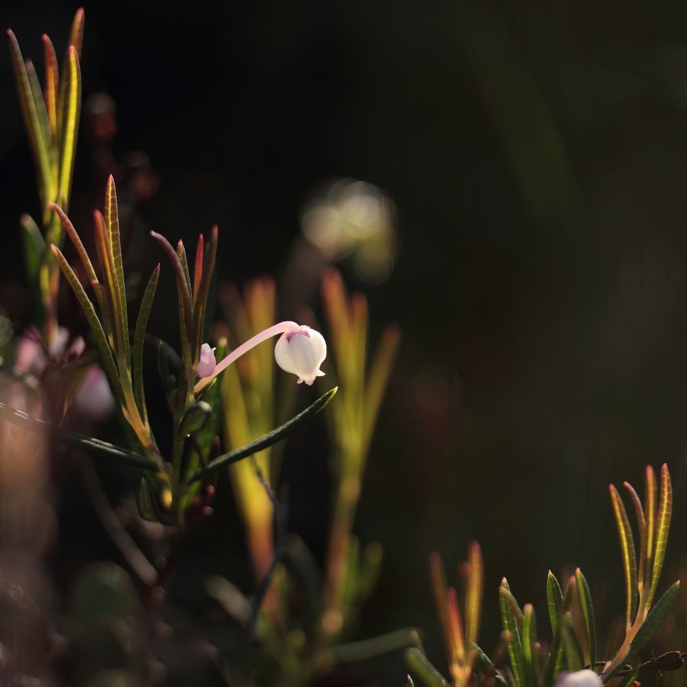 Photograph by Светлана Смирнова