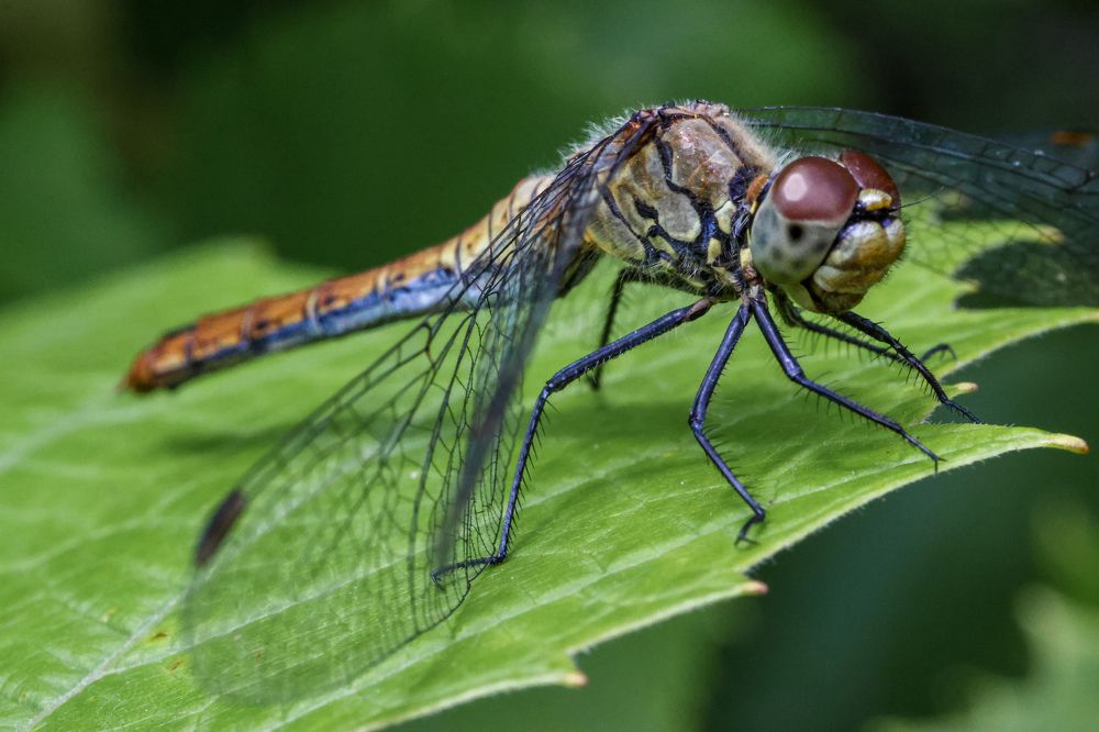 Photograph by Людмила Казак