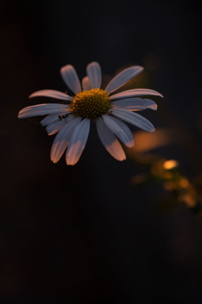 Photograph by Елена Акимова