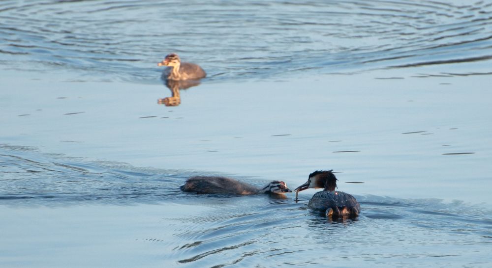 Фотография автора Aлексей Игнатьев