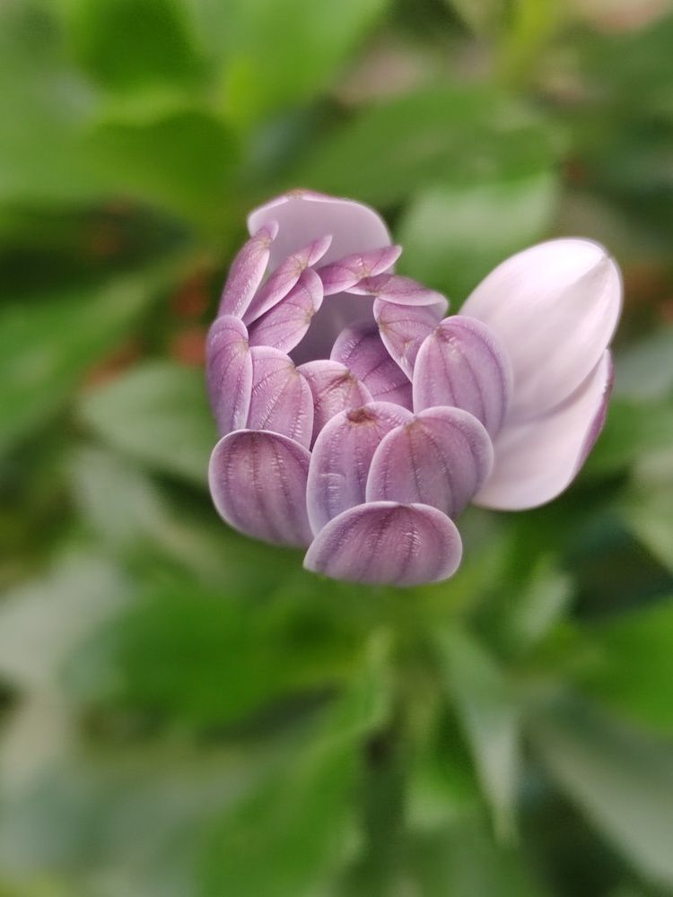 Zephyr
