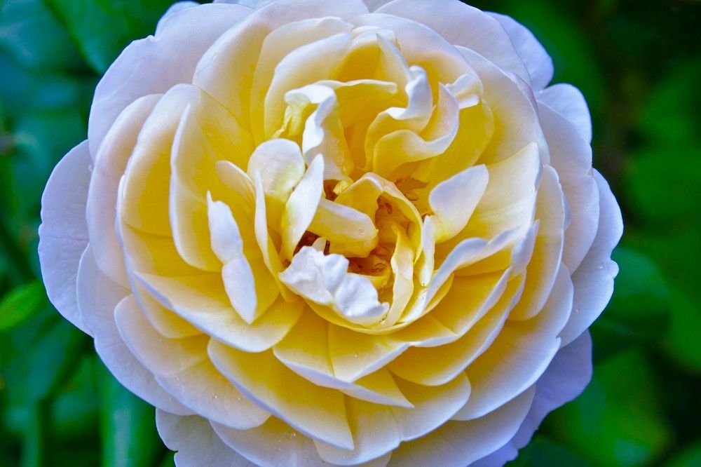 Photograph by jelena konickaja