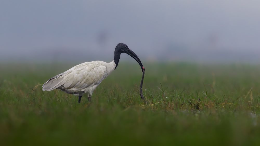 Фотография автора Rajarshi Roy