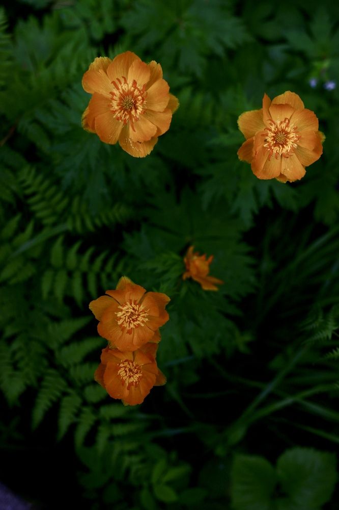 Photograph by Елена Секрет