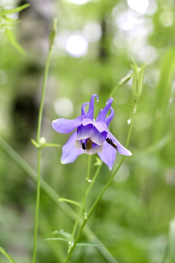 Photograph by Елена Секрет