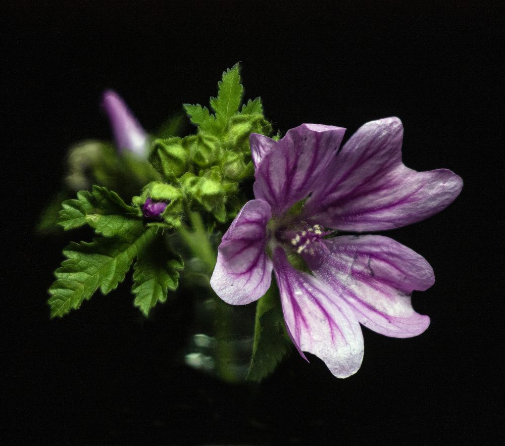 Photograph by Сергей Христинич