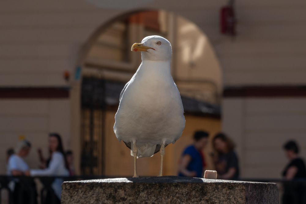 Photograph by Олег Золото