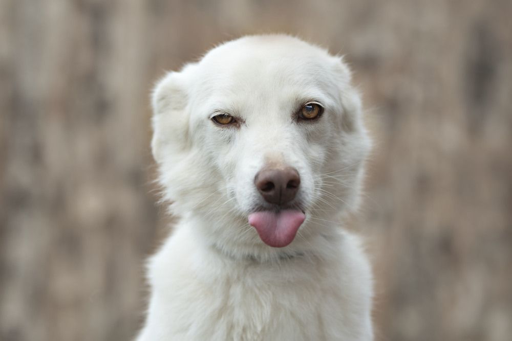 Д-дерзость.