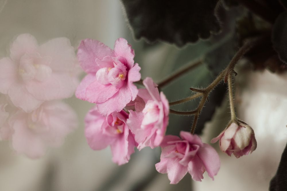 Фотография автора Дарина Фельдман