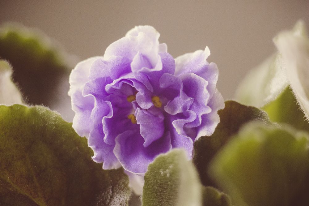 Фотография автора Дарина Фельдман