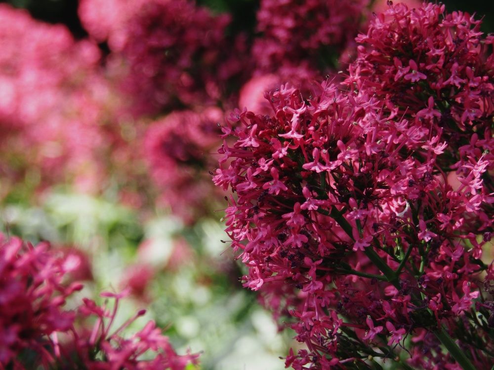 Photograph by Раиса Николаева