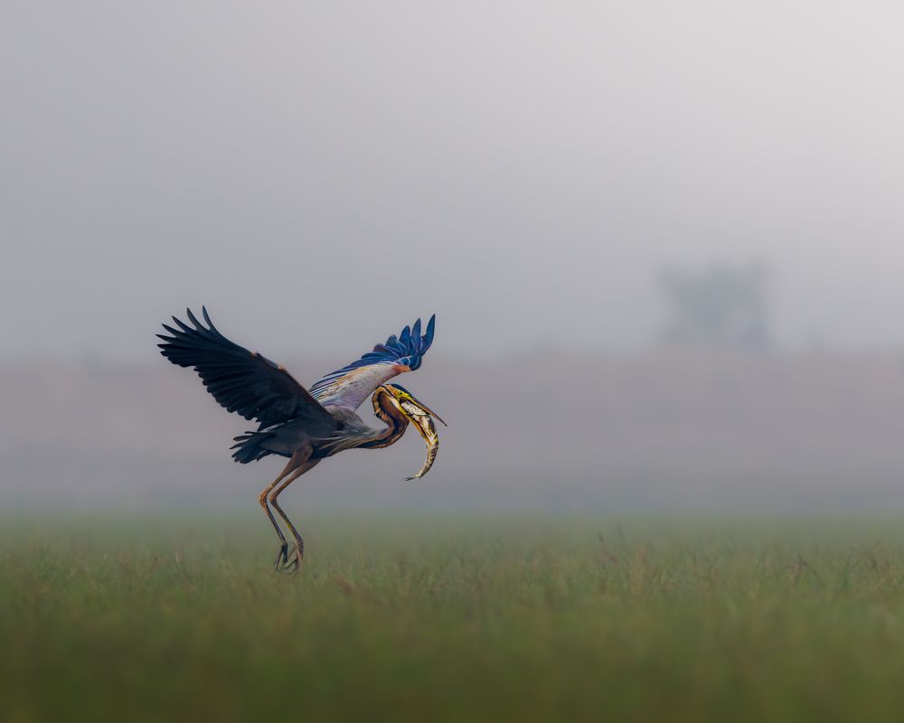 Misty Morning Feast