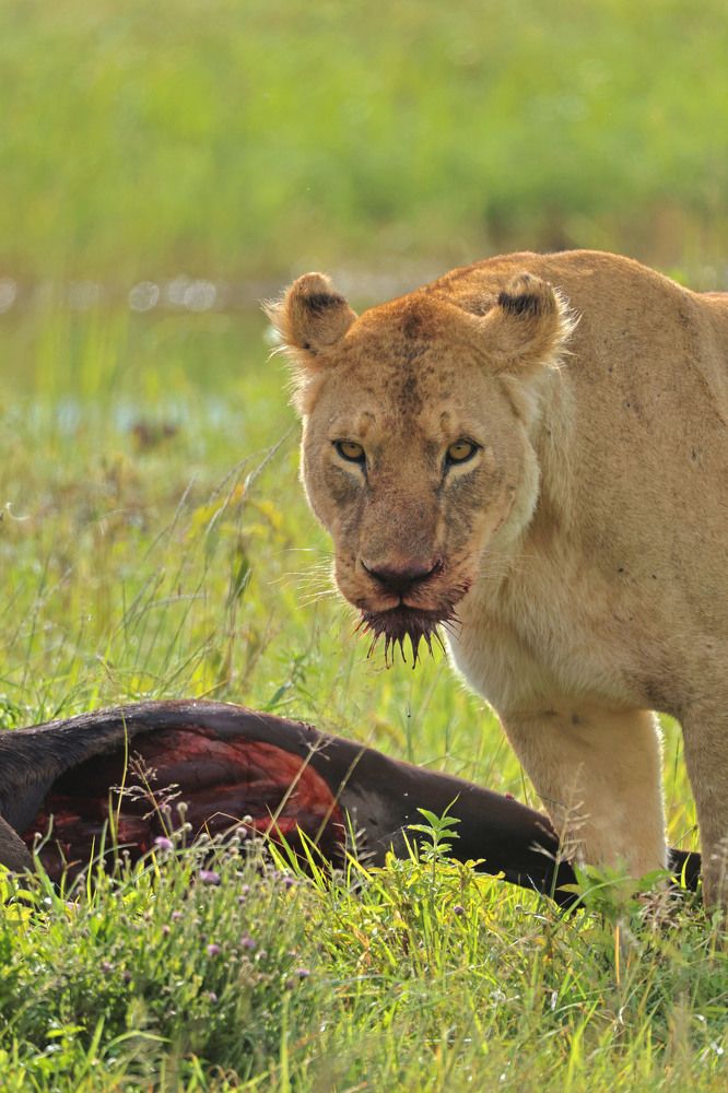 Photograph by Dimitar Nedelchev