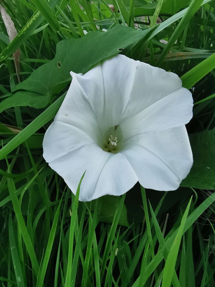 Photograph by Михаил Жарский