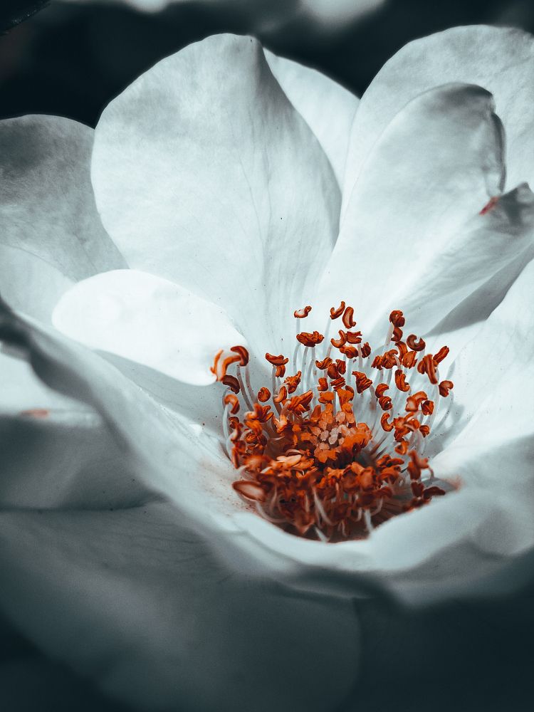 Photograph by Кристина Полякова