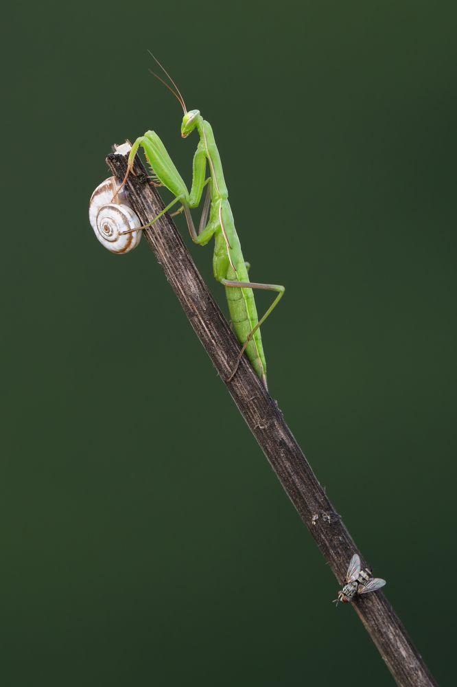 Photograph by Soheil Shahbazi